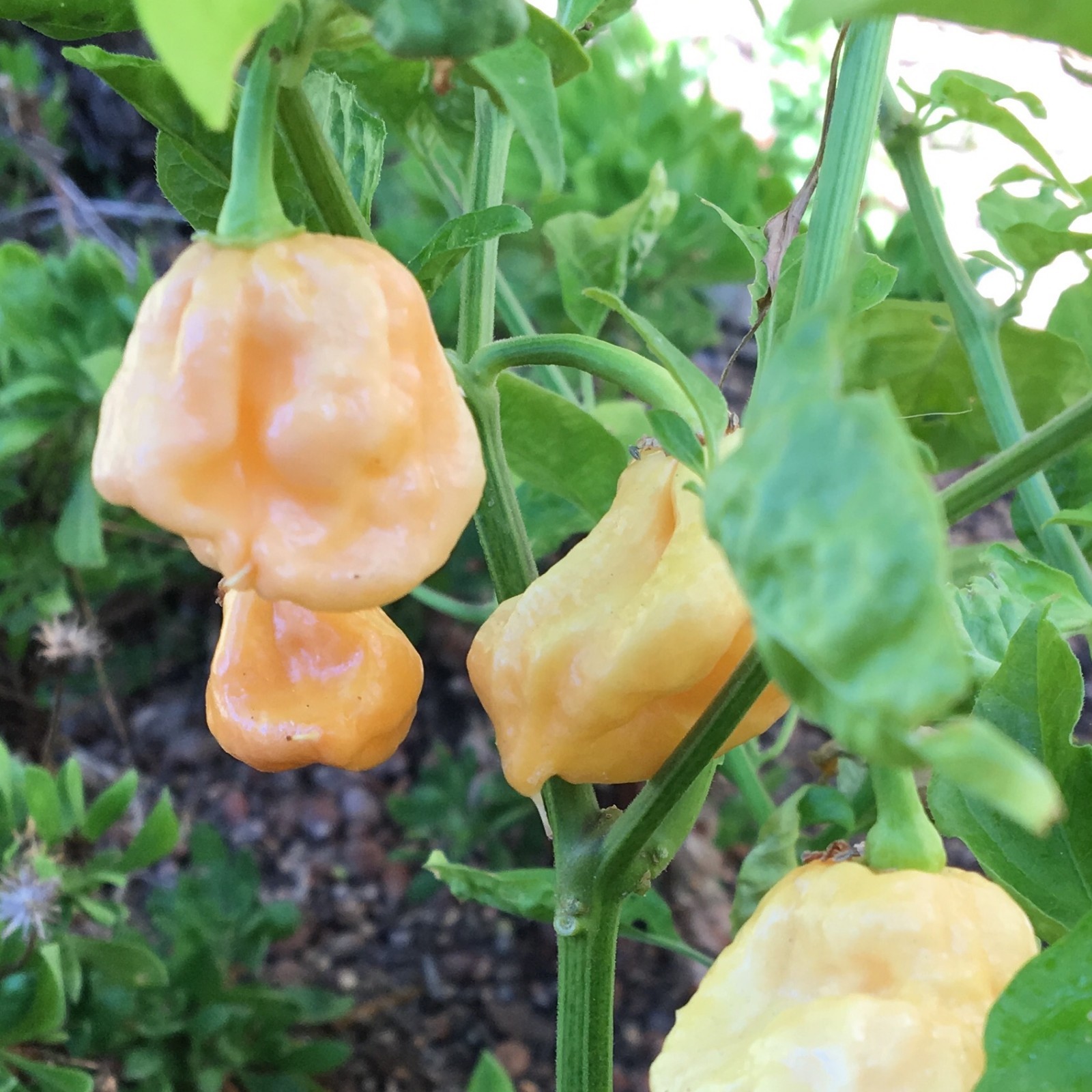 10+ Peach 7 Pot/Pod Pepper Seeds (chili, chile) hotter than Bhut Jolokia (Ghost)