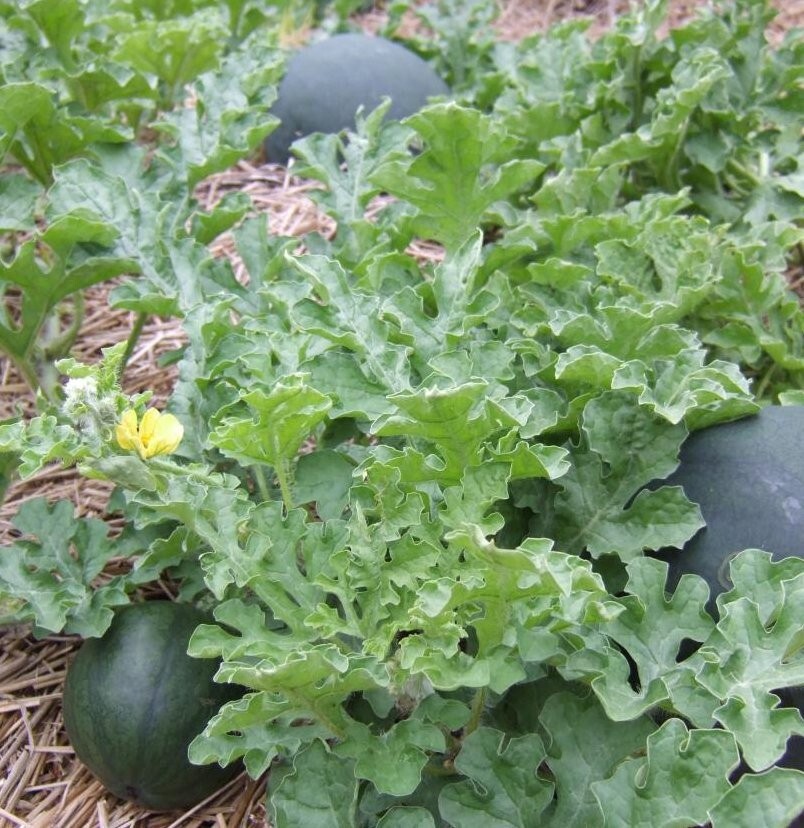 Seeds (40 or 80) Organic Heirloom Sugar Baby Small Watermelon Citrullus lanatus