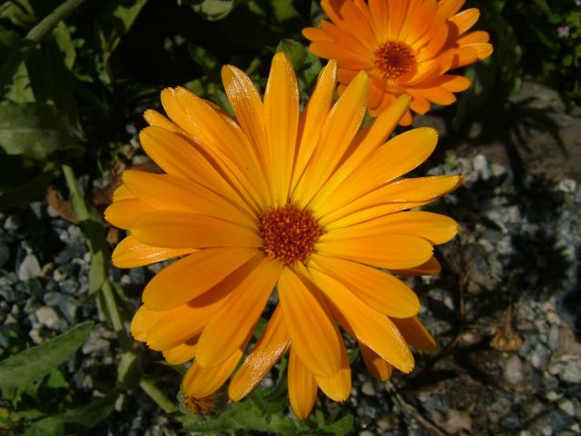 4500+ Seeds 1oz=29g CALENDULA officinalis, ORGANIC, Edible Flowers, Medicinal