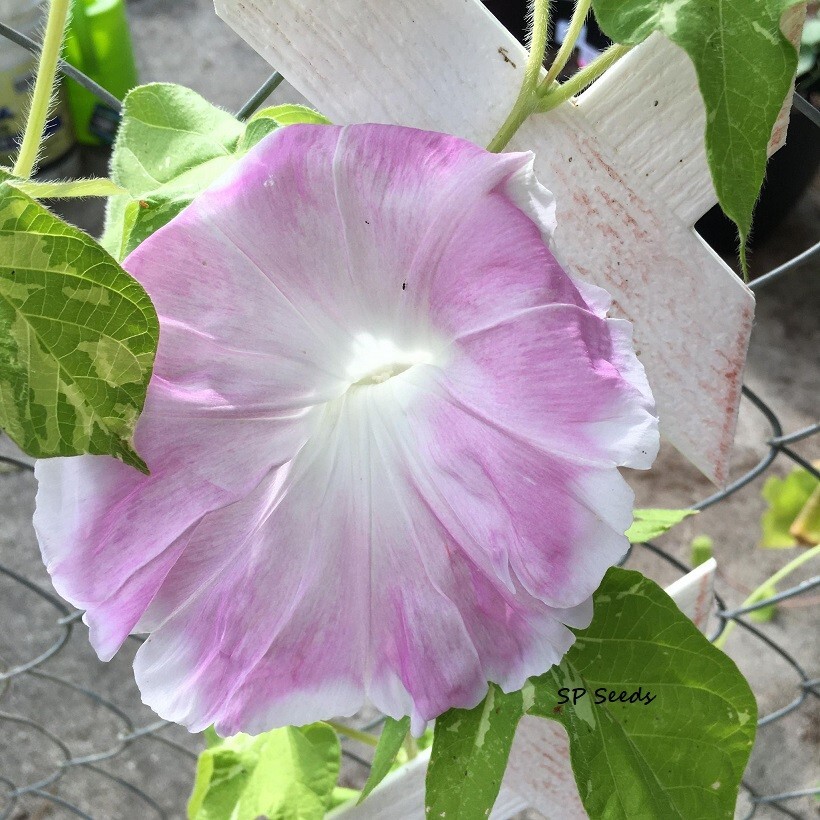 Honor of Shinto – Japanese Morning Glory – ipomoea NIL – 5 seeds – Huge blooms!
