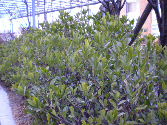 Gardenia jasminoides Seeds – Cape Jasmine – Common Gardenia
