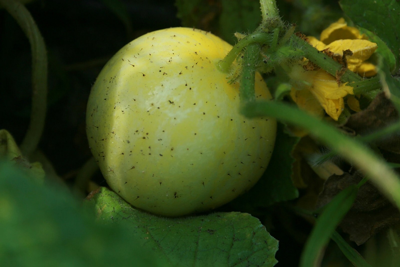 Lemon Cucumber Seeds, Budamkaya, Burpless, NON-GMO, Variety Sizes, FREE SHIP