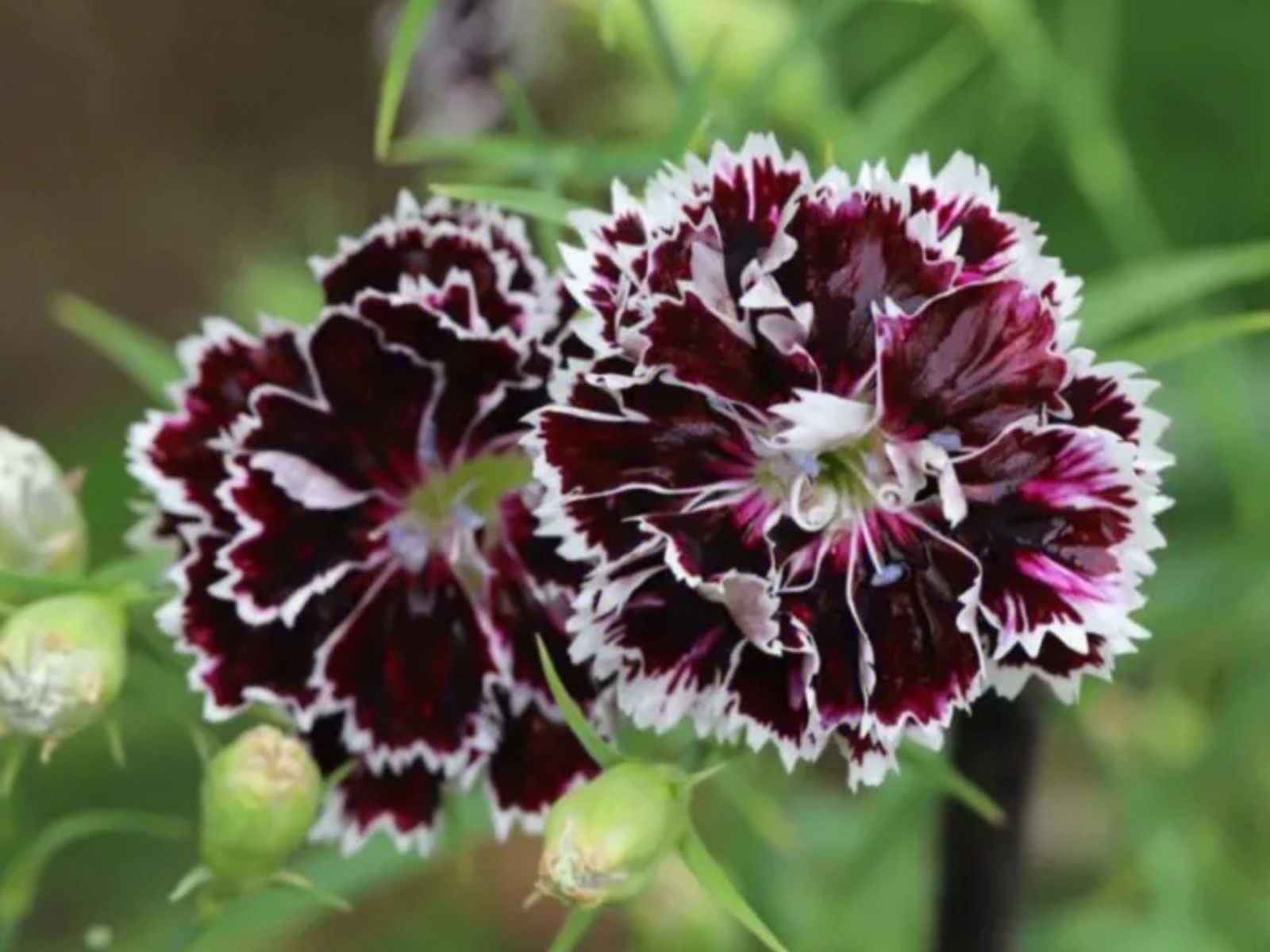 30 Seeds| China Pink ‘Black Velvet and Lace Carnations – Dianthus Flowers Seeds