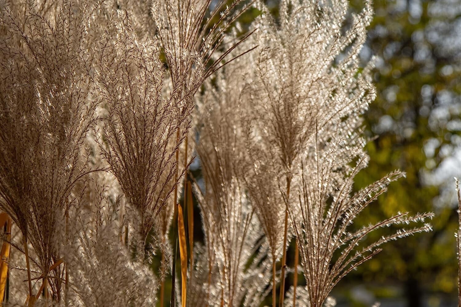 200+ Chinese Silvergrass Seeds for Planting – Ornamental Grass