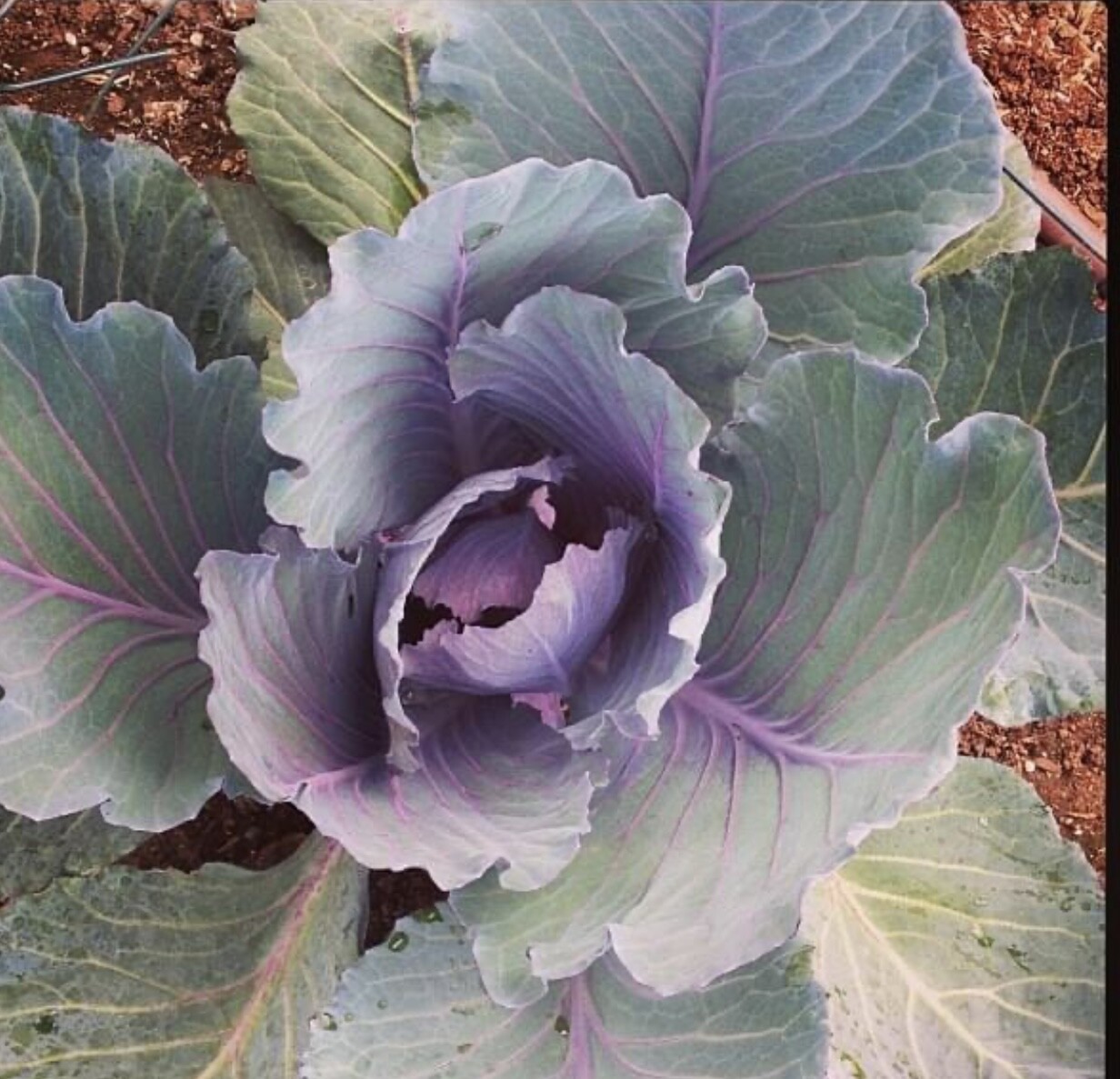 Red Acre Cabbage Seeds | Heirloom | Organic | Cold Tolerant | Disease Resistant