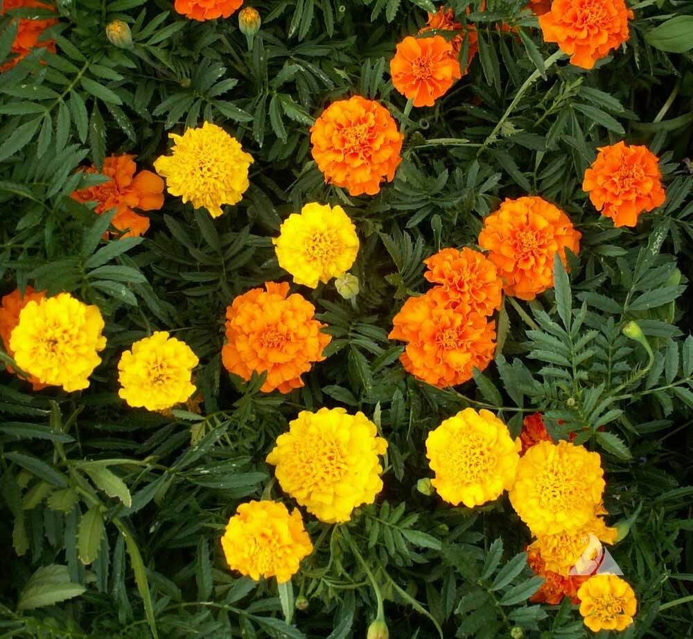 Marigold, African CRACKERJACK MIX Dia de los Muertos HEIRLOOM Non-GMO 250 Seeds!