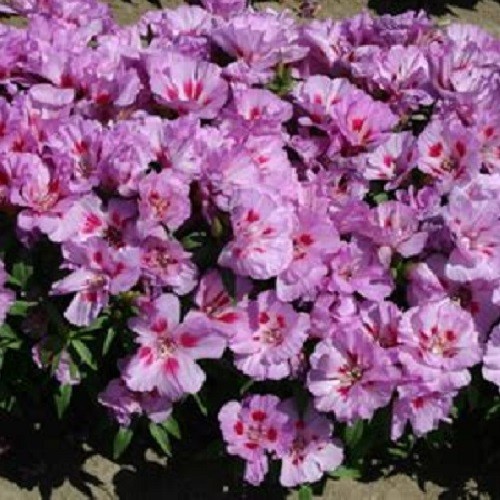 Lilac Godetia (Clarkia amoena) Satin Flowers Fresh Heirloom Seeds Non-GMO
