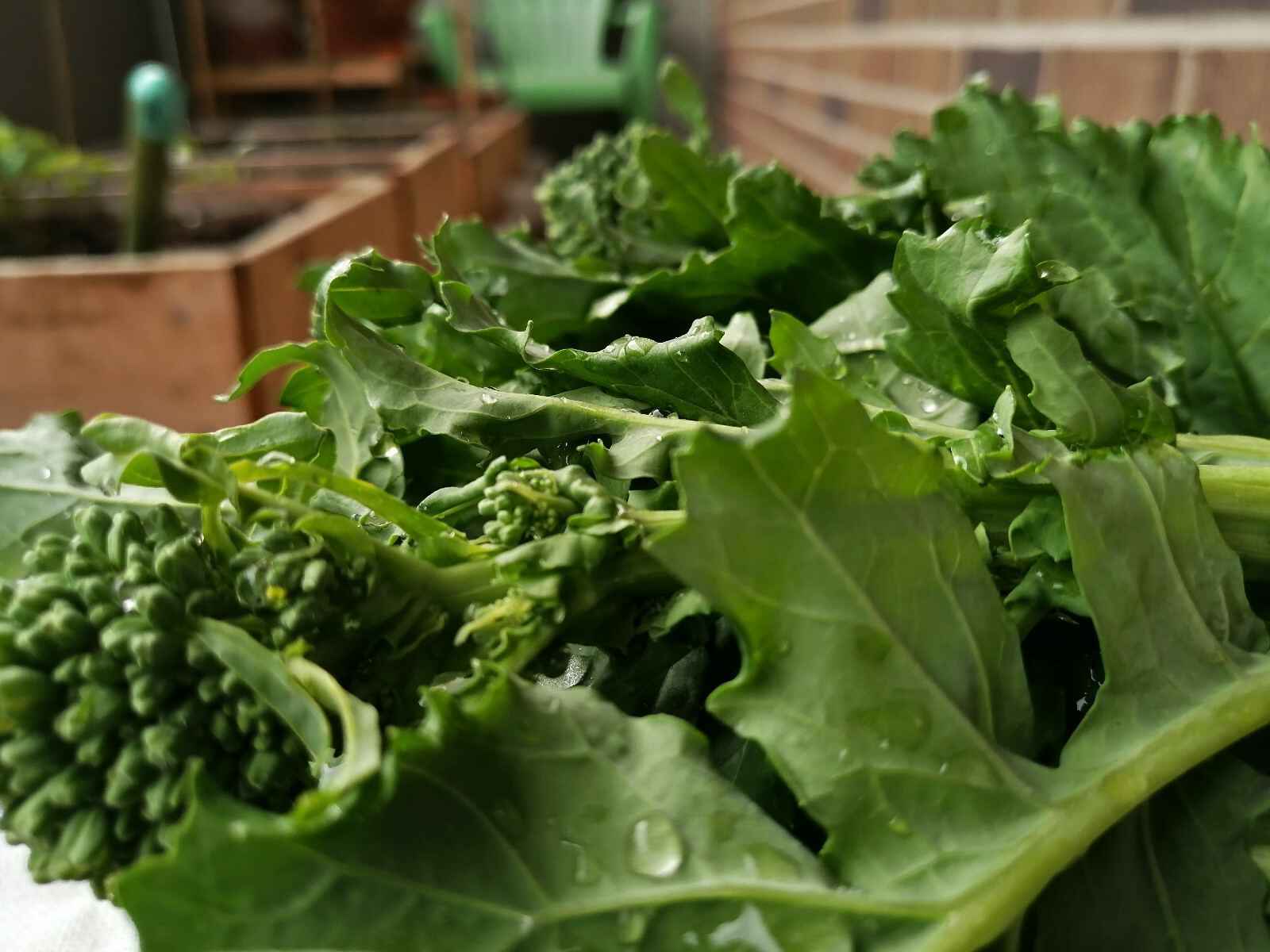 500 Quarantina Broccoli Raab, Broccoli Rabe, Rapini, Cime di rapa (Italy) Seeds
