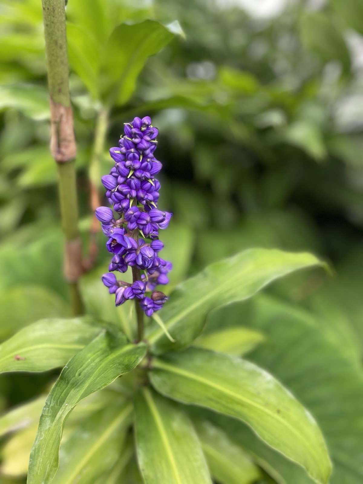 HAWAII GROWN BLUE GINGER RHIZOME Dichorisandra Thyrsiflora 2 Large Roots Double