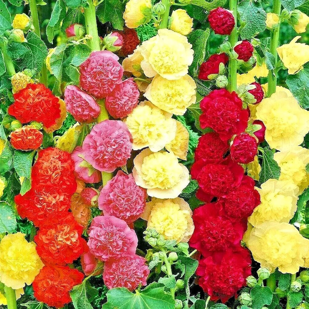 120+ HOLLYHOCK MIX SEEDS – HUGE FLOWERS – BEES BUTTERFLIES —————- RARE