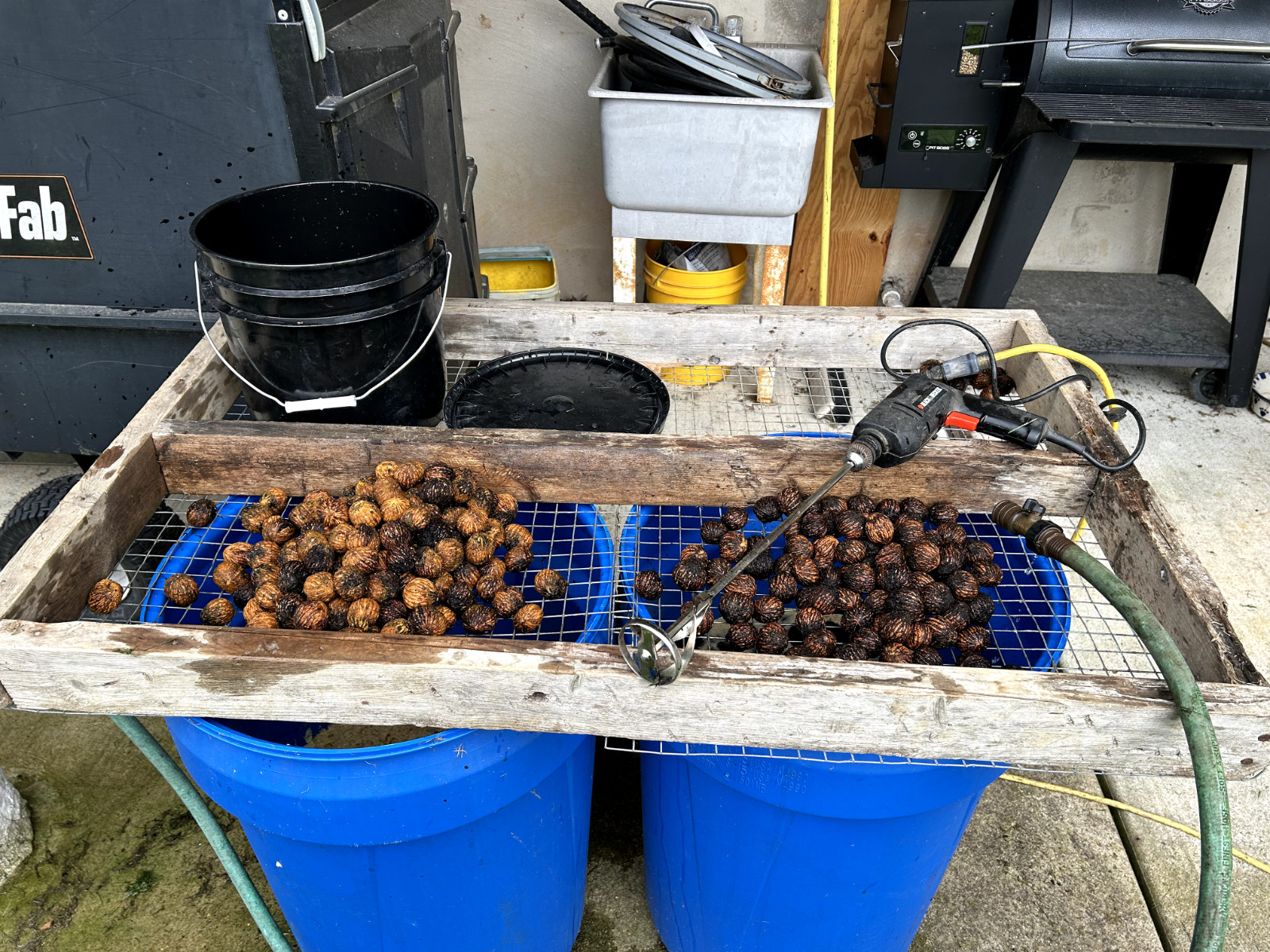 BLACK WALNUTS: 5lb Box Organic 2025 Harvest, Naturally Grown in Maryland.