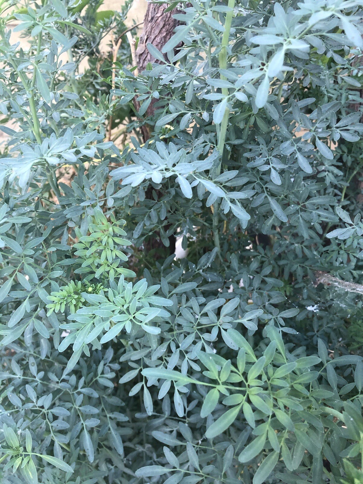 Common Rue Plant With Pot 8” Ruda Ruta Graveolens Live Plant