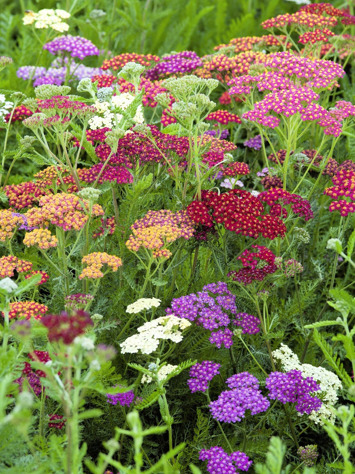 500 MIXED SUMMER YARROW Achillea Millefolium Red Pink White + Herb Flower Seeds