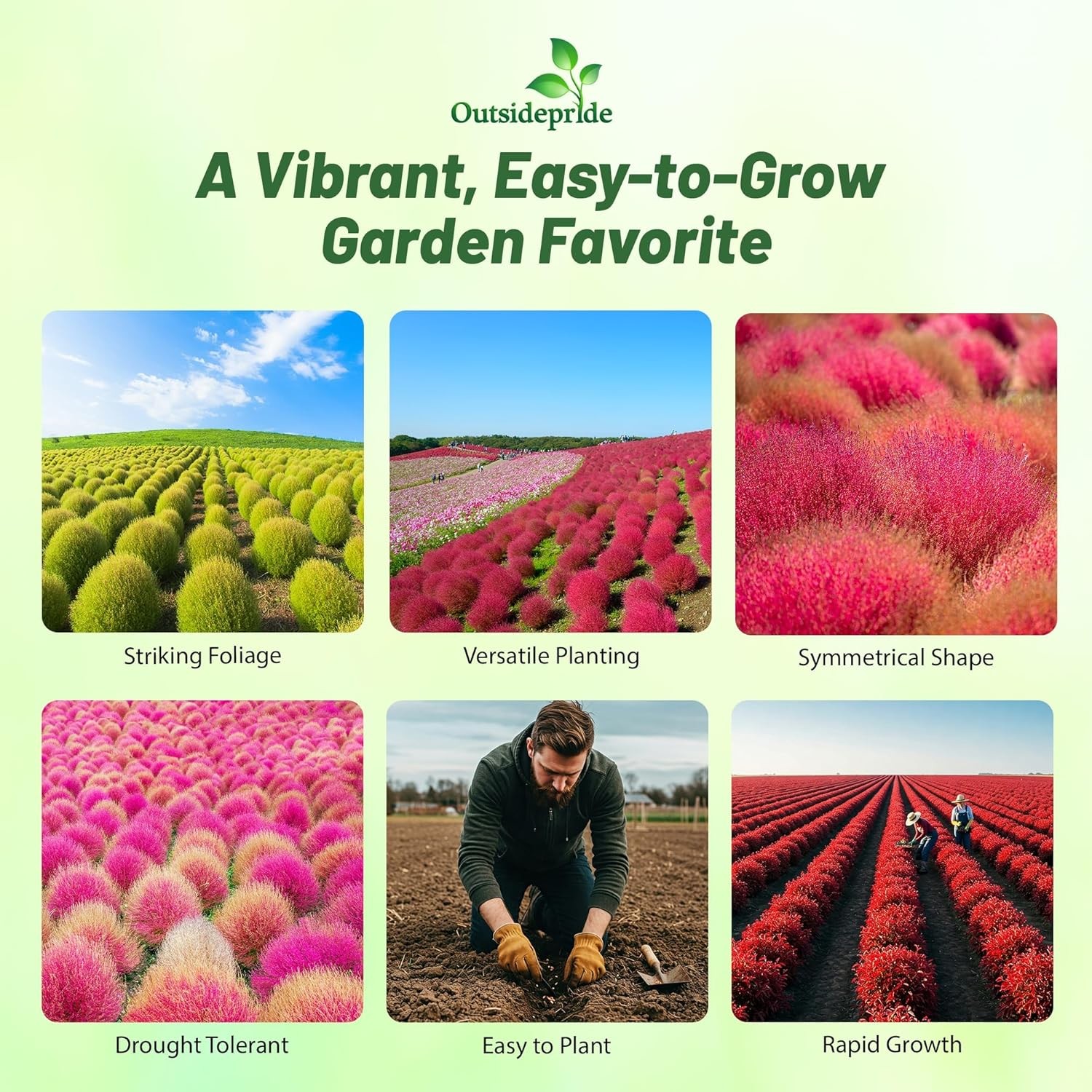 5000 Seeds Burning Bush Seeds – Kochia Trichophylla Burning Bush Flower Seeds