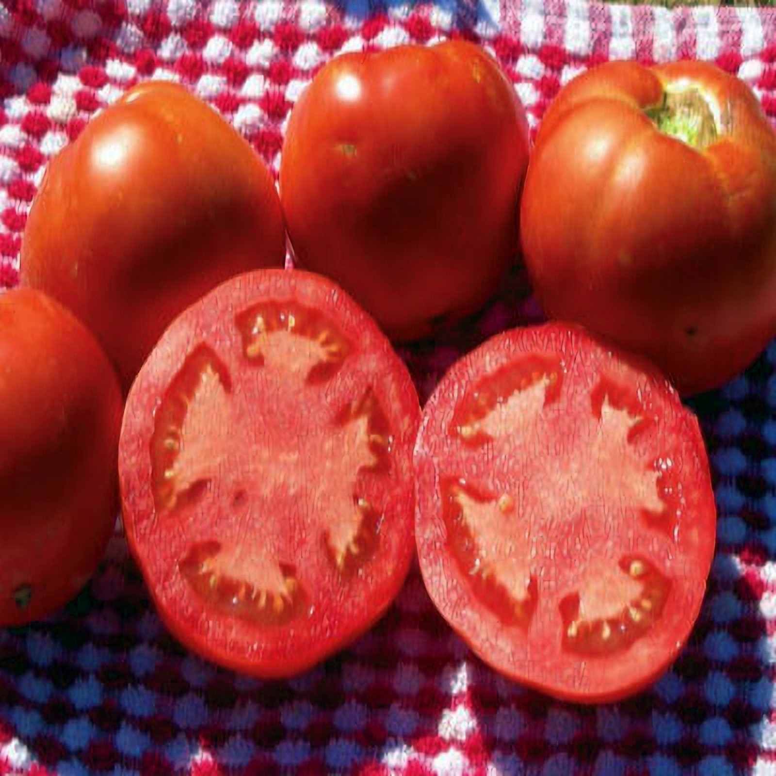 Floradel, Tomato