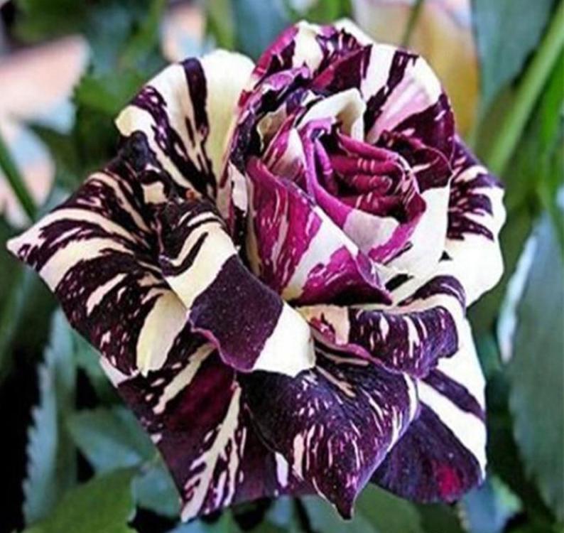 20 EXOTIC RARE STRIPED DRAGON ROSE SEEDS garden flower plant Rosas tea hybrid