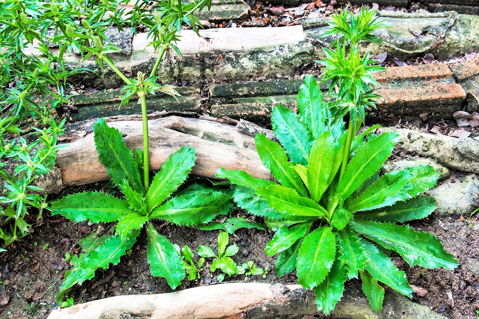 500+ Culantro Seeds for Planting (Eryngium foetidum) – Non-GMO & Untreated – NOT