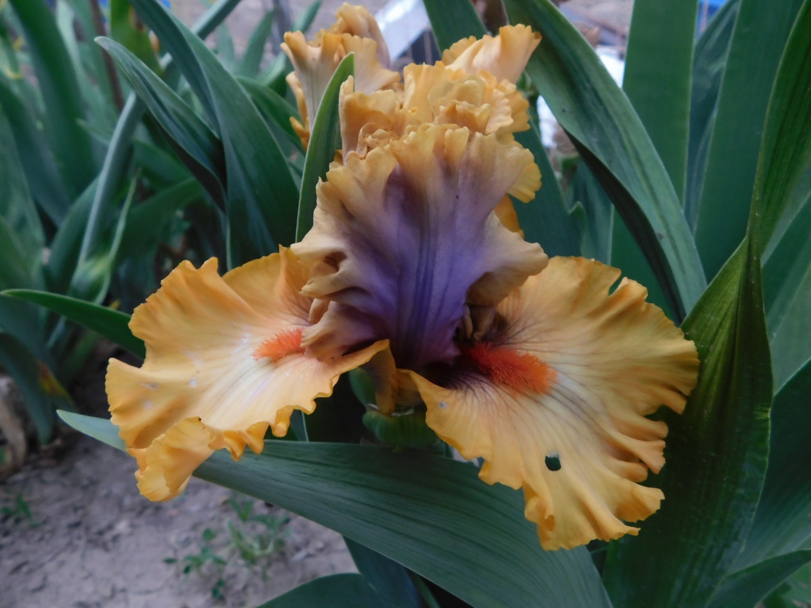 Tall Bearded Iris COLOR CAPERS