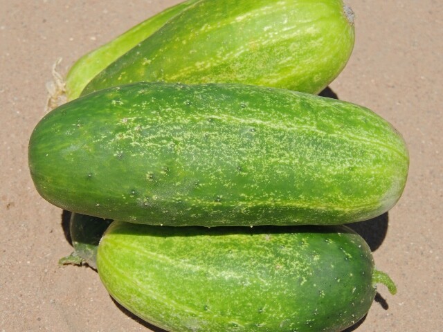 Cucumber Seeds Calypso 50+ Vegetable Garden NON-GMO USA FREE SHIPPING PICKLING