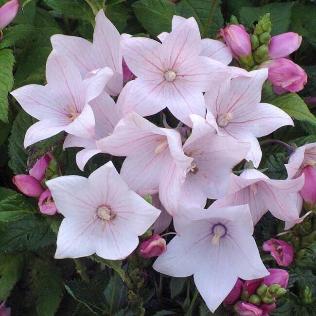 Platycodon Seeds 25 Seeds Balloon Flower Platycodon Pop Star Pink