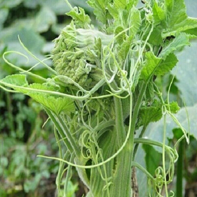 10 PCS SUPER SQUASH BUDS , BÍ SIÊU NGỌN | 98% GERMINATION |