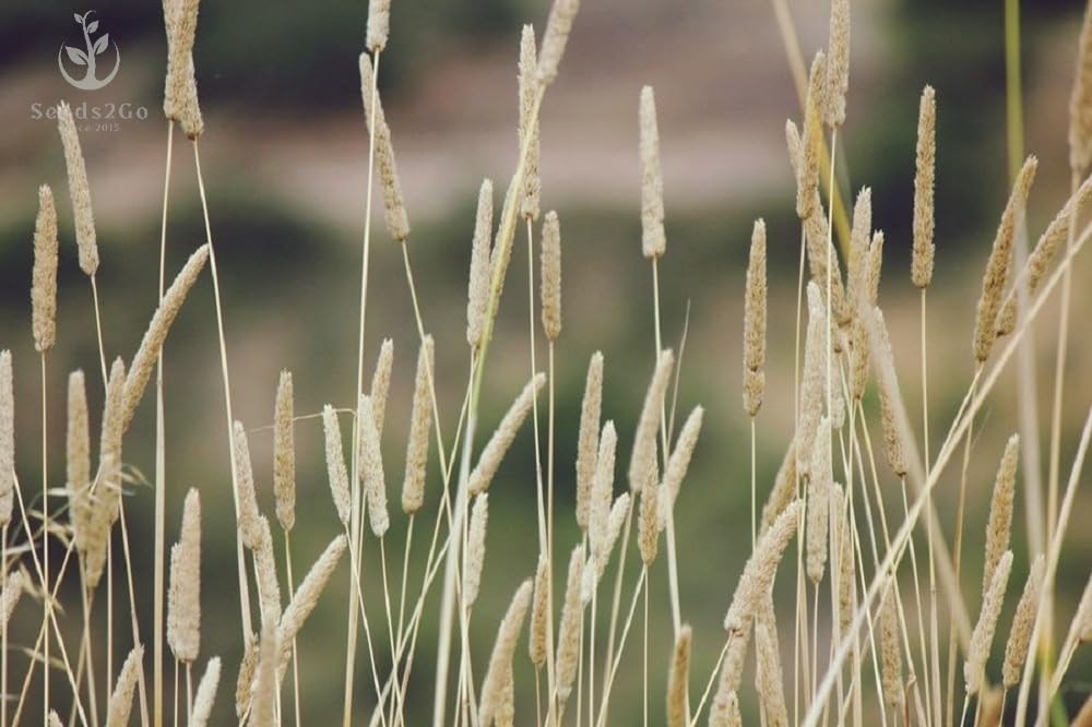 Climax Timothy Grass Seeds, 5 Pounds Pack by