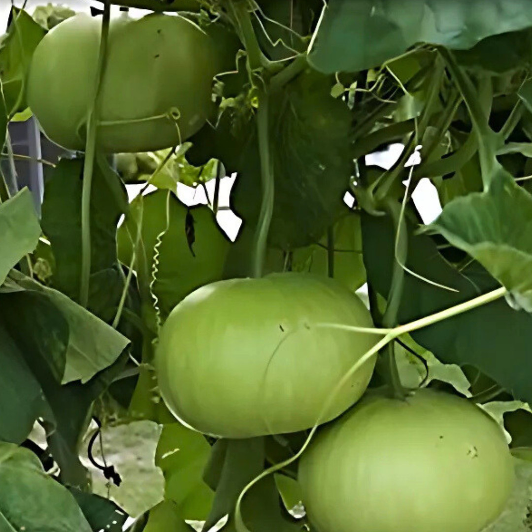 Fresh Indian Tinda Gourd 10 Seeds | Apple Gourd | Heirloom Non-GMO| Indian