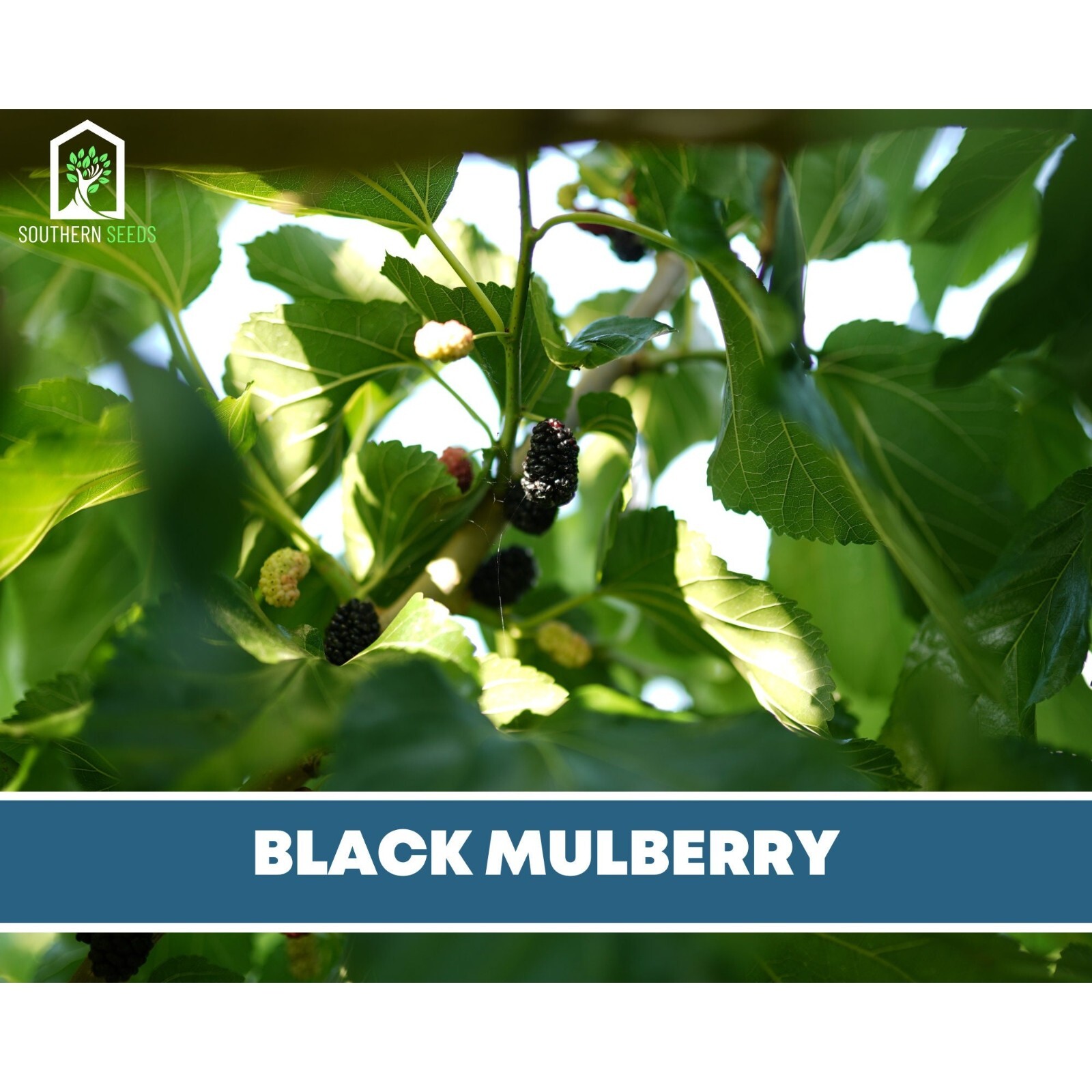 Mulberry, Black – Heirloom Seeds – Culinary & Medicinal – Non GMO (Morus nigra)