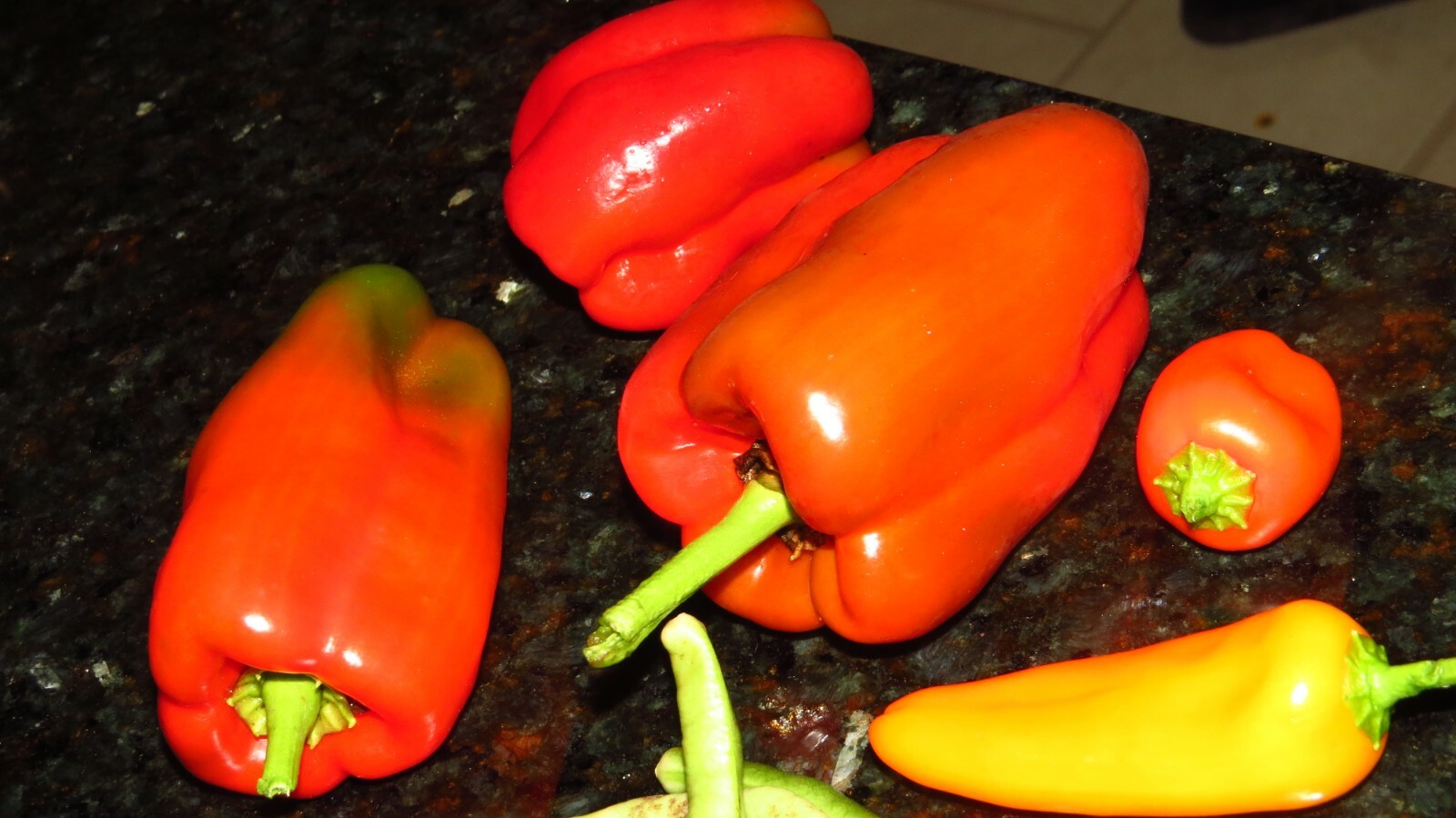 50+ Red, Orange,Yellow & Green Bell Pepper Seeds.US grown seeds.
