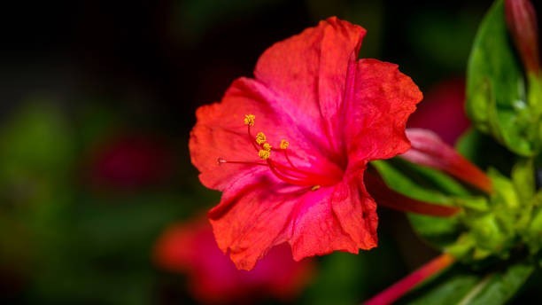 25 MIXED BLOOMS FOUR O’CLOCK SEEDS | SALE FREE SHIPPING NON GMO HEIRLOOM