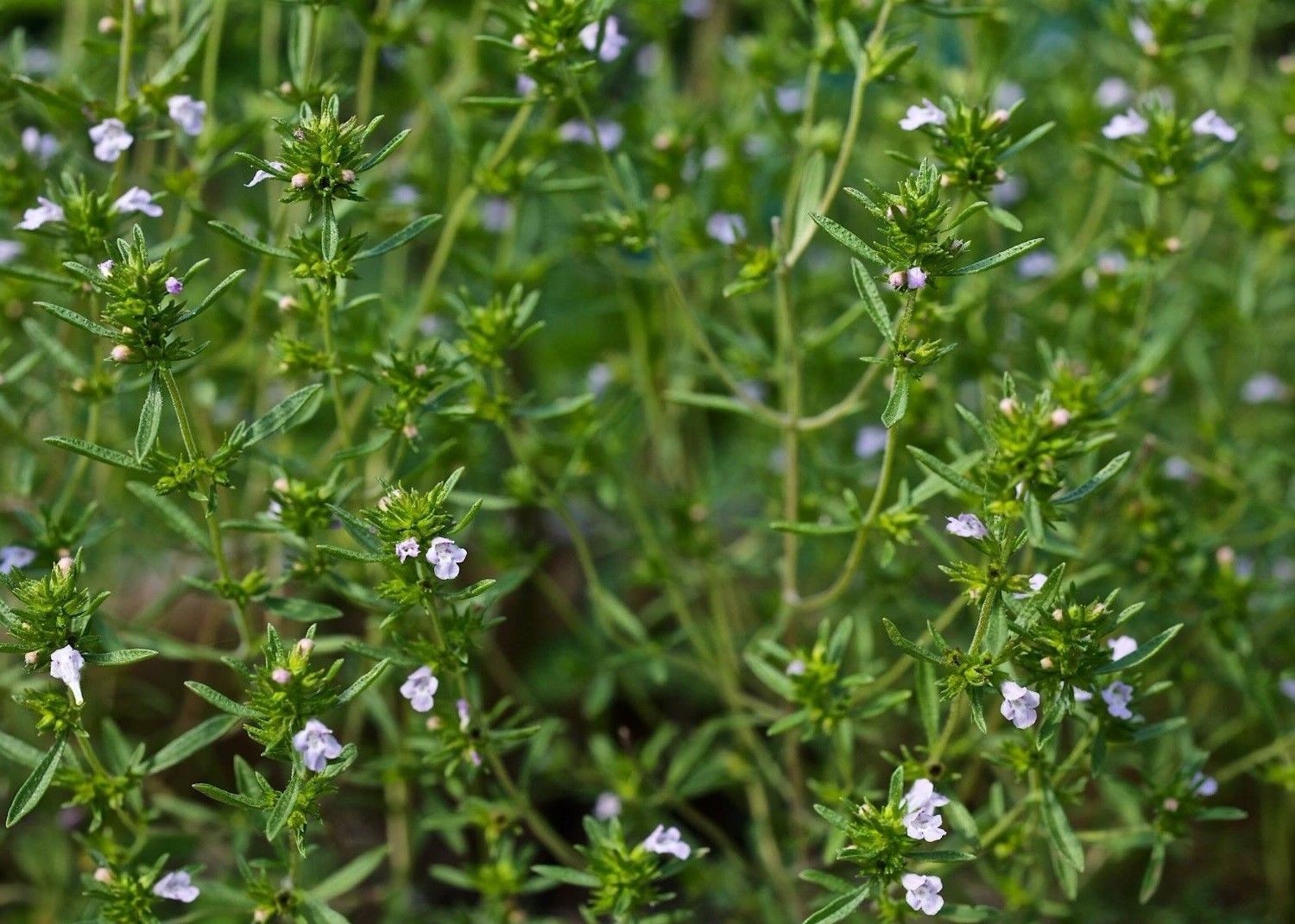 Summer Savory Herb Seeds, Chubrica, NON-GMO, Variety Sizes, FREE SHIPPING
