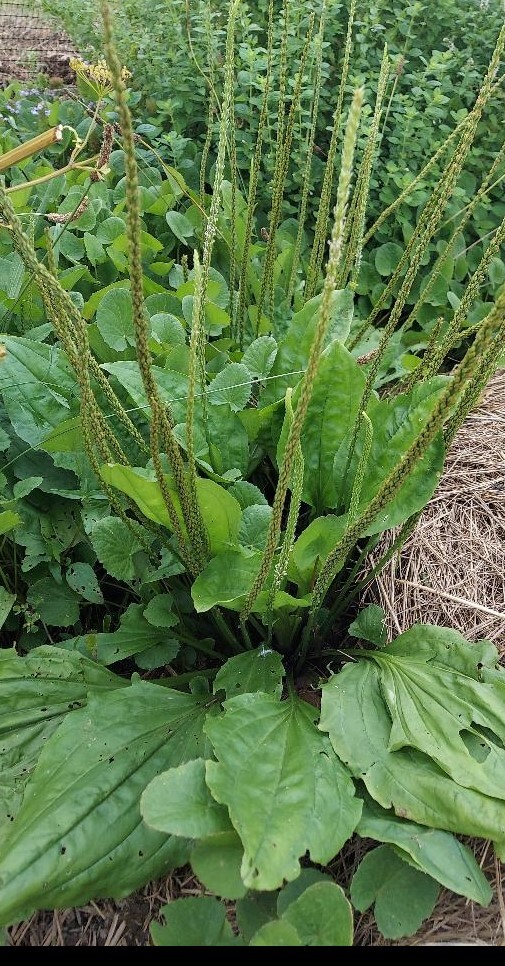 Broadleaf Plantain (Plantago Major) Seeds, Qty 100, organically grown