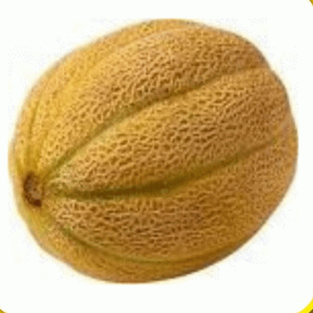 Honey Rock Cantaloupe Seeds 50+ Melon Fruit USA Seller NON-GMO FREE SHIPPING