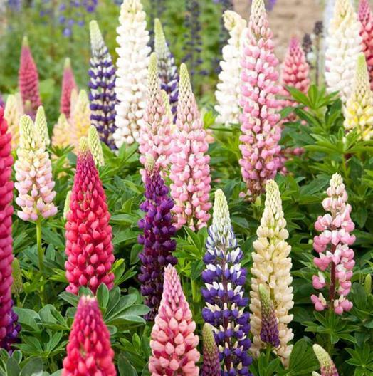 Russell Lupine LANDSCAPER’S PACK BULK Perennial 250 Seeds FALL PLANTING Non-GMO