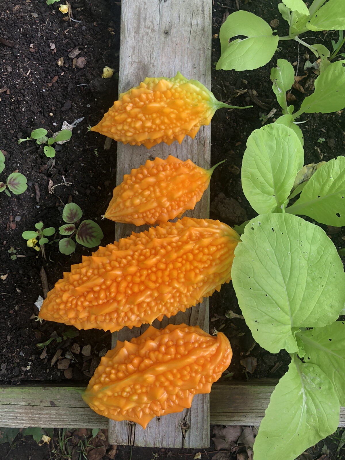 Bitter Melon, Gold Bell , Sweet Bitter Gourd (50 Seeds)