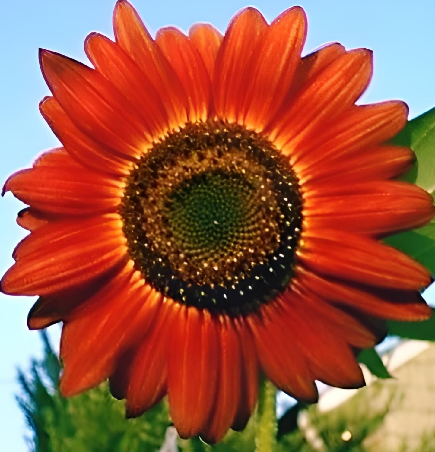 50 RED SUN RARE SUNFLOWER SEEDS FLOWERS BEAUTIFUL TALL CUT NON-GMO HEIRLOOM USA