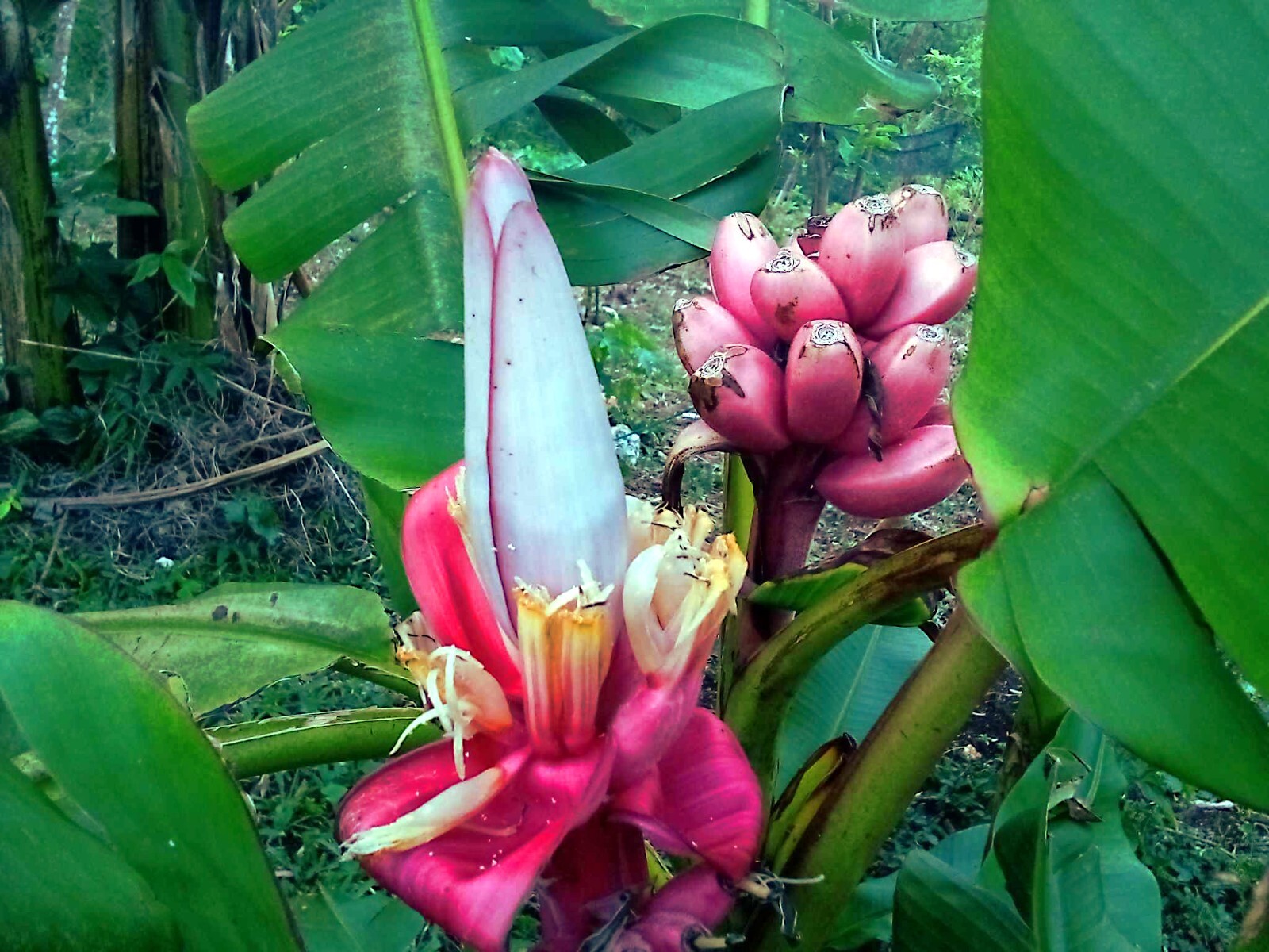 20 Pink Dwarf Banana Tree Fruit Plant Seeds (Musa velu.) Rare Fast Hardy-Zone 7b