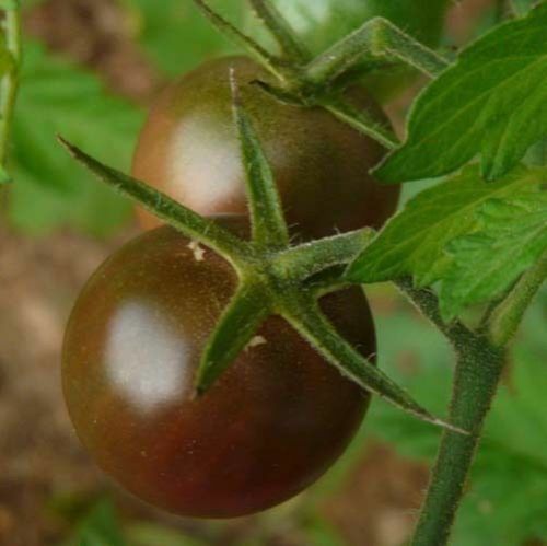 Tomato Black Cherry (Lycopersicon Esculentum) Great Garden Vegetable 50 Seeds