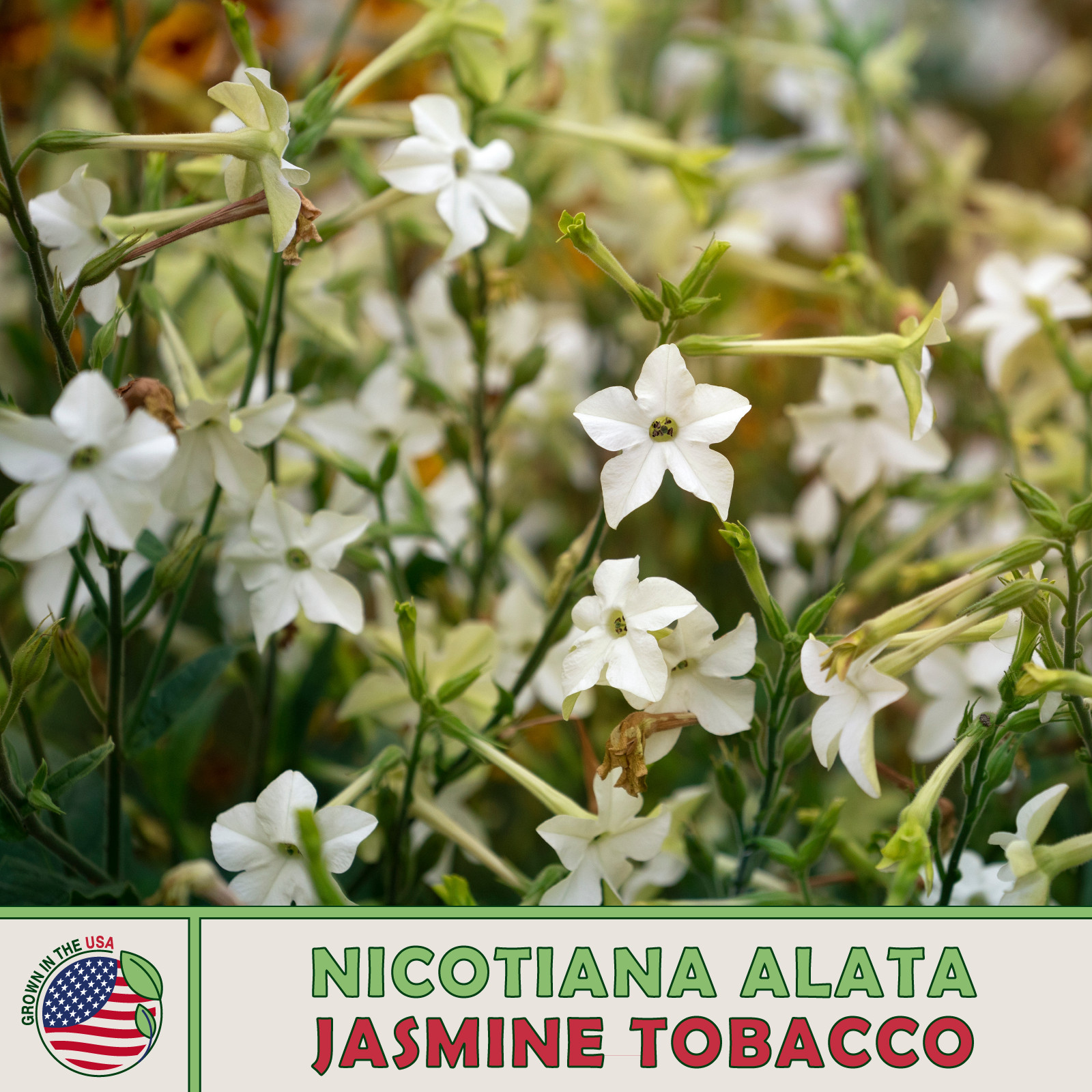 1000 Jasmine Flowering Tobacco Seeds (Nicotiana Alata) Night-Garden, Fragrant
