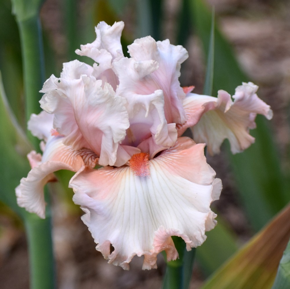 ‘Double Platinum’ TB Rebloom Bearded Iris Rhizome PRE-SALE to Ship Aug/Sept