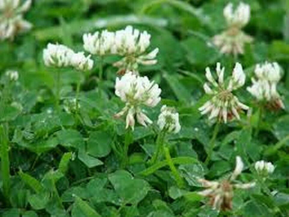 SCARBOROUGH SEEDS White Dutch Clover 1000 Seeds Lawns and Ground Cover