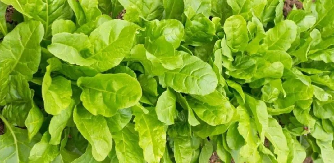 50 Indian Palak Green Chard Seed Perpetual Spinach Beta vulgaris subsp maritima