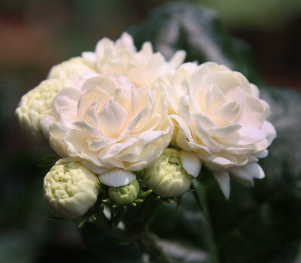 Grand Duke of Tuscany Jasmine~Jasminum Sambac~~SMALL Rooted STARTER Plant~