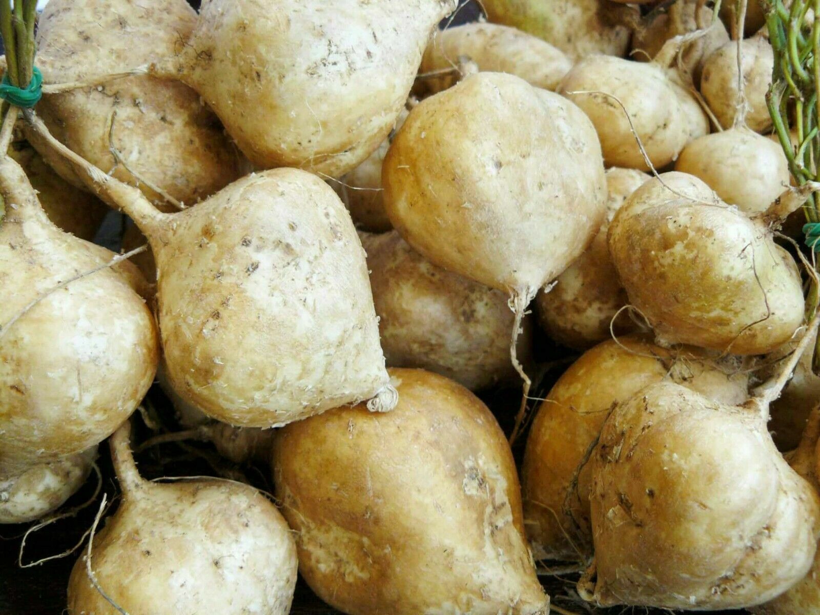15 – 20 Jicama Seeds Vegetable Mexican Yam Bean Root, Hột củ sắn, 2024