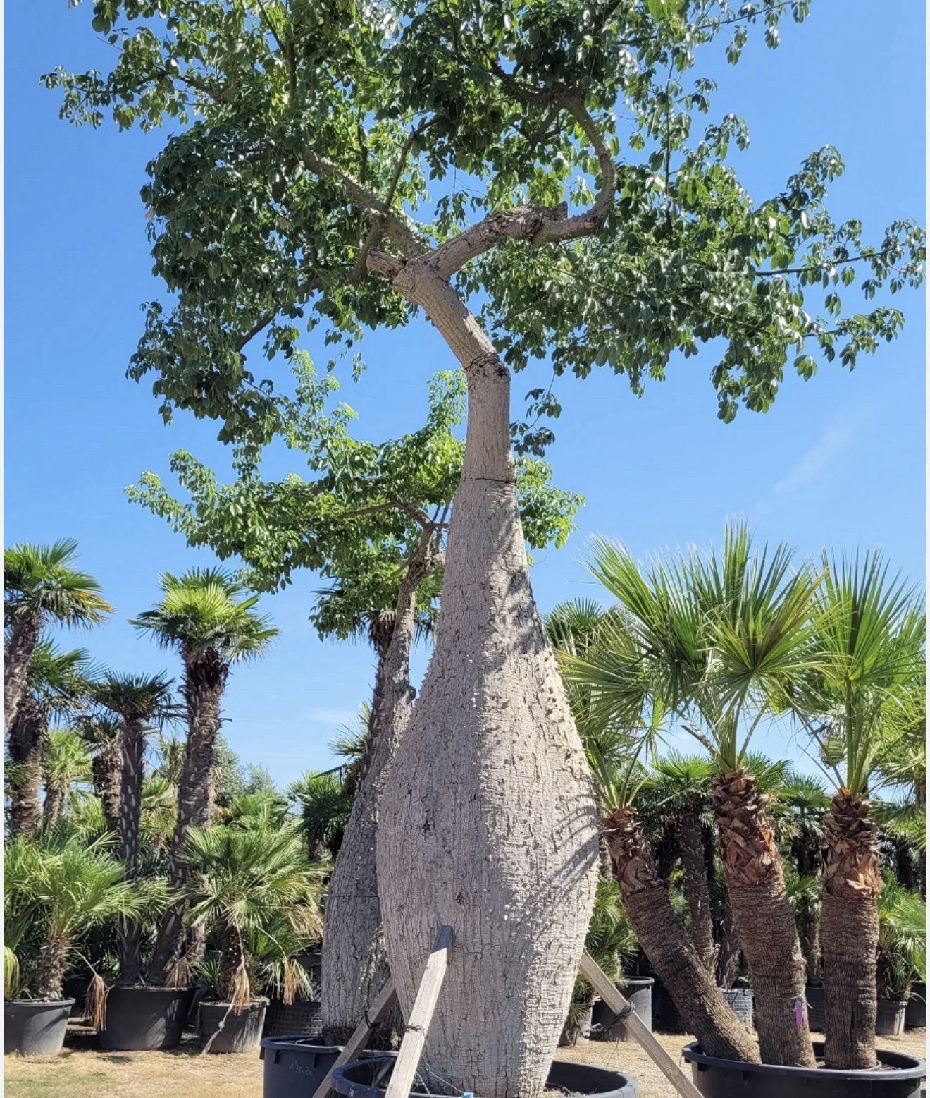 Pink Silk Floss Tree-Ceiba specios-Rare Tree! Beautiful Orchid Like Blooms!