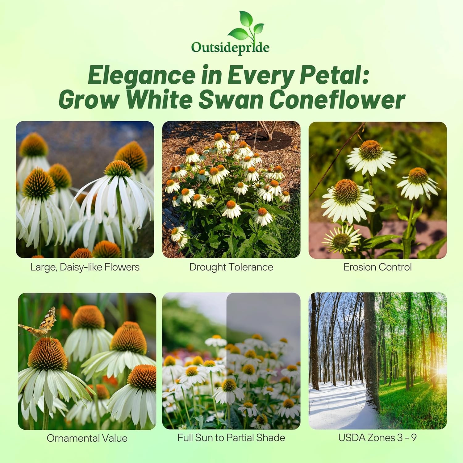 1000 Seeds Echinacea Drought Tolerant White Swan Coneflower Garden Flower Seed