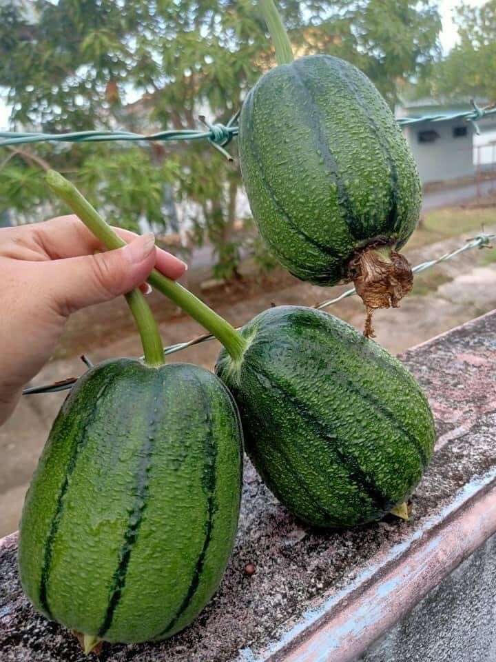 5 PCS TAIWAN APPLE LUFFA F1 SUPER SWEET , 蘋果絲瓜, MƯỚP TÁO GIÒN NGỌN