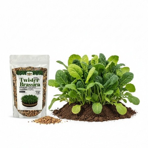 Old Cobblers Farm™ Wicked Tuff Turf Bonar Rape Forage Seed Brassica– Feed Growth