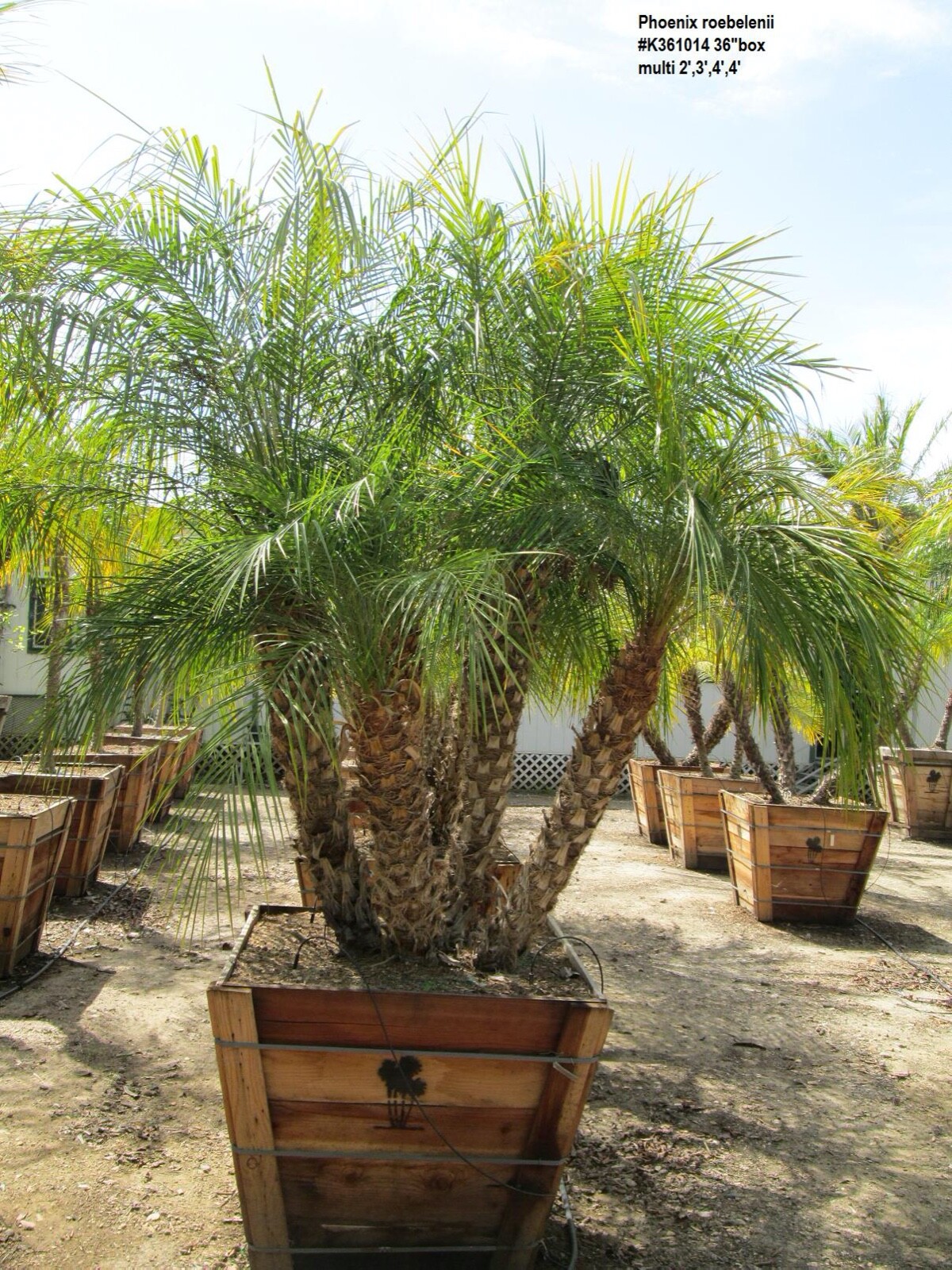 25+ Pygmy Date Palm Phoenix Roebelenii seeds FRESH newly harvested , 2025