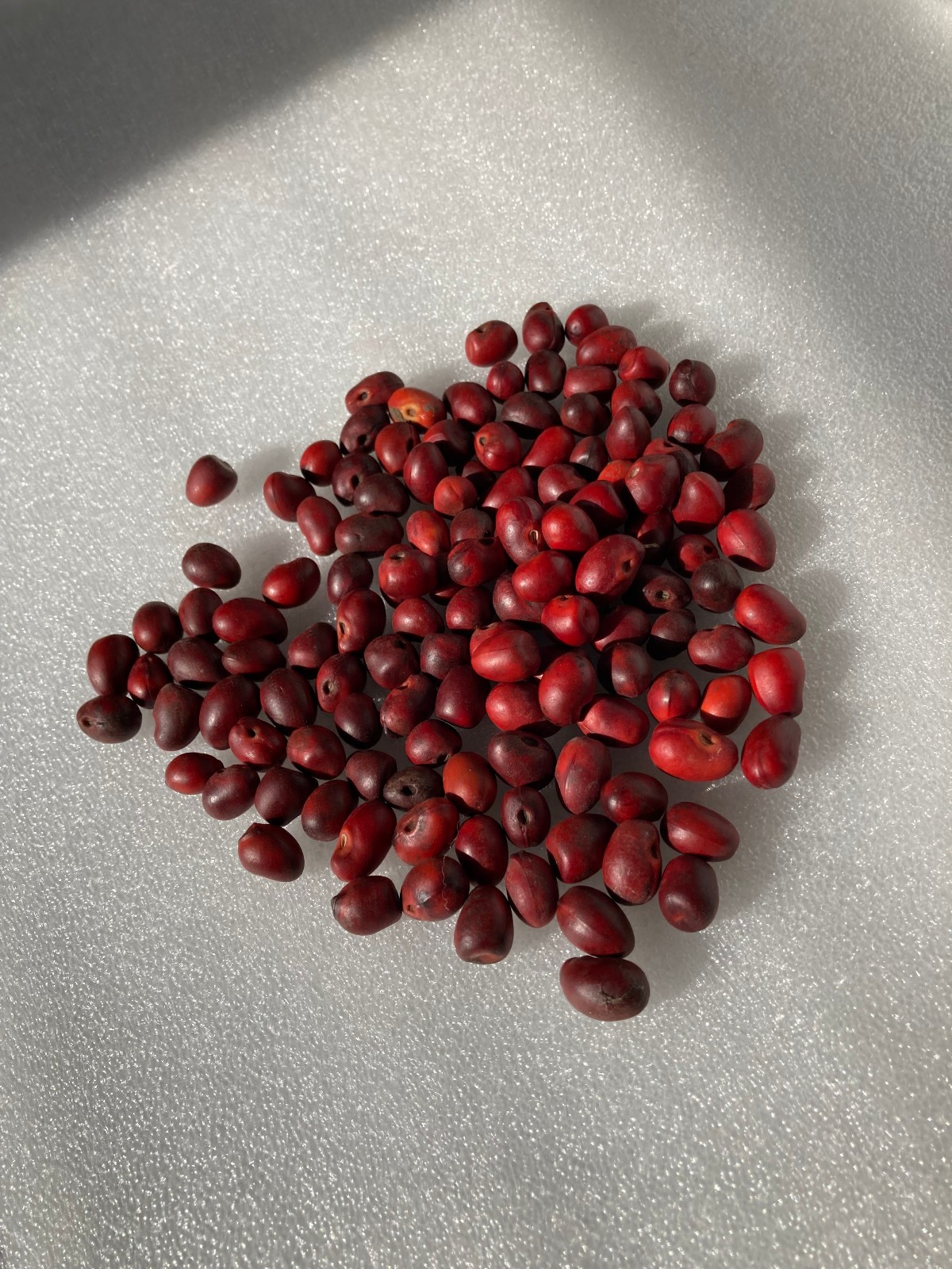100 + Mountain Laurel Seeds ~ the Texas Mountain Laurel (Sophora secundiflora)